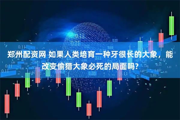郑州配资网 如果人类培育一种牙很长的大象，能改变偷猎大象必死的局面吗?